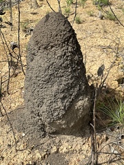 Nasutitermes triodiae