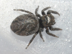 Evarcha hoyi