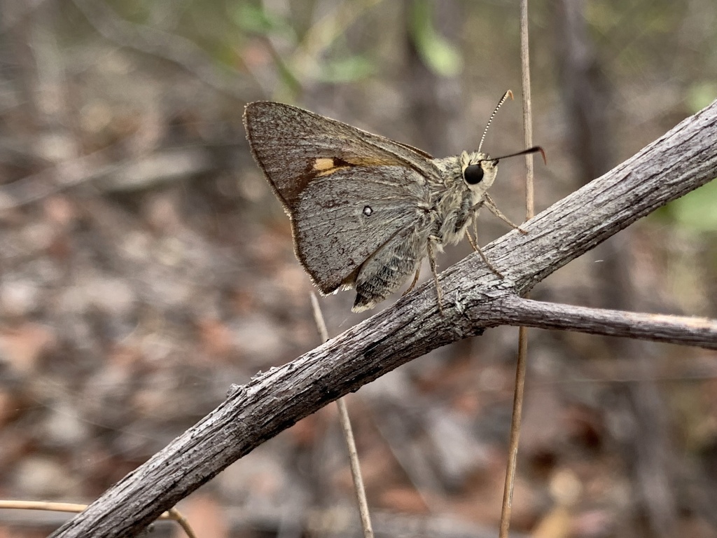 Bronze Ochre
