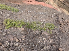 Schinus terebinthifolia