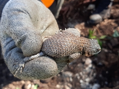 Sceloporus lundelli