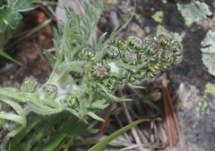 Artemisia norvegica