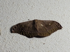 Antheraea