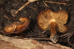 Inocybe