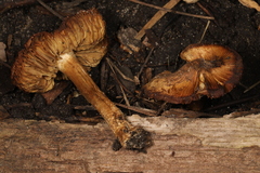 Inocybe