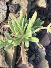Osteospermum sanctae-helenae