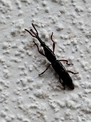 Brentidae