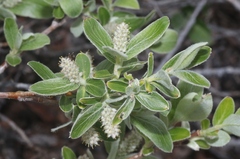Salix glauca