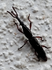 Brentidae