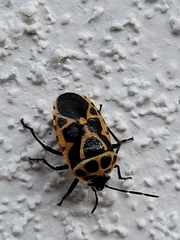Eurydema