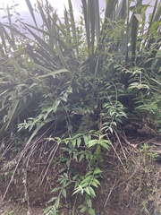 Buddleja madagascariensis