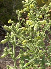 Nicotiana rustica