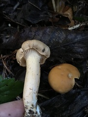 Cantharellus formosus