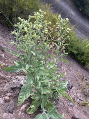 Nicotiana rustica
