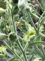 Nicotiana rustica