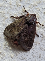 Phocoderma velutina