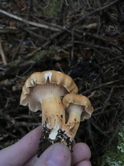 Cantharellus formosus