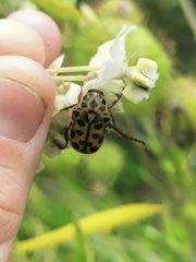 Neorrhina punctatum