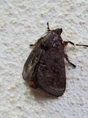 Phocoderma velutina