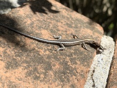 Cryptoblepharus virgatus