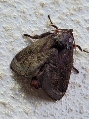 Phocoderma velutina