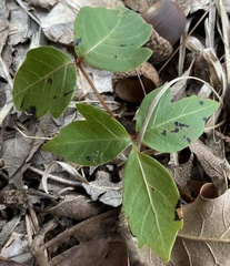 Toxicodendron pubescens