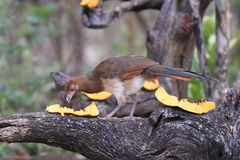 Ortalis erythroptera