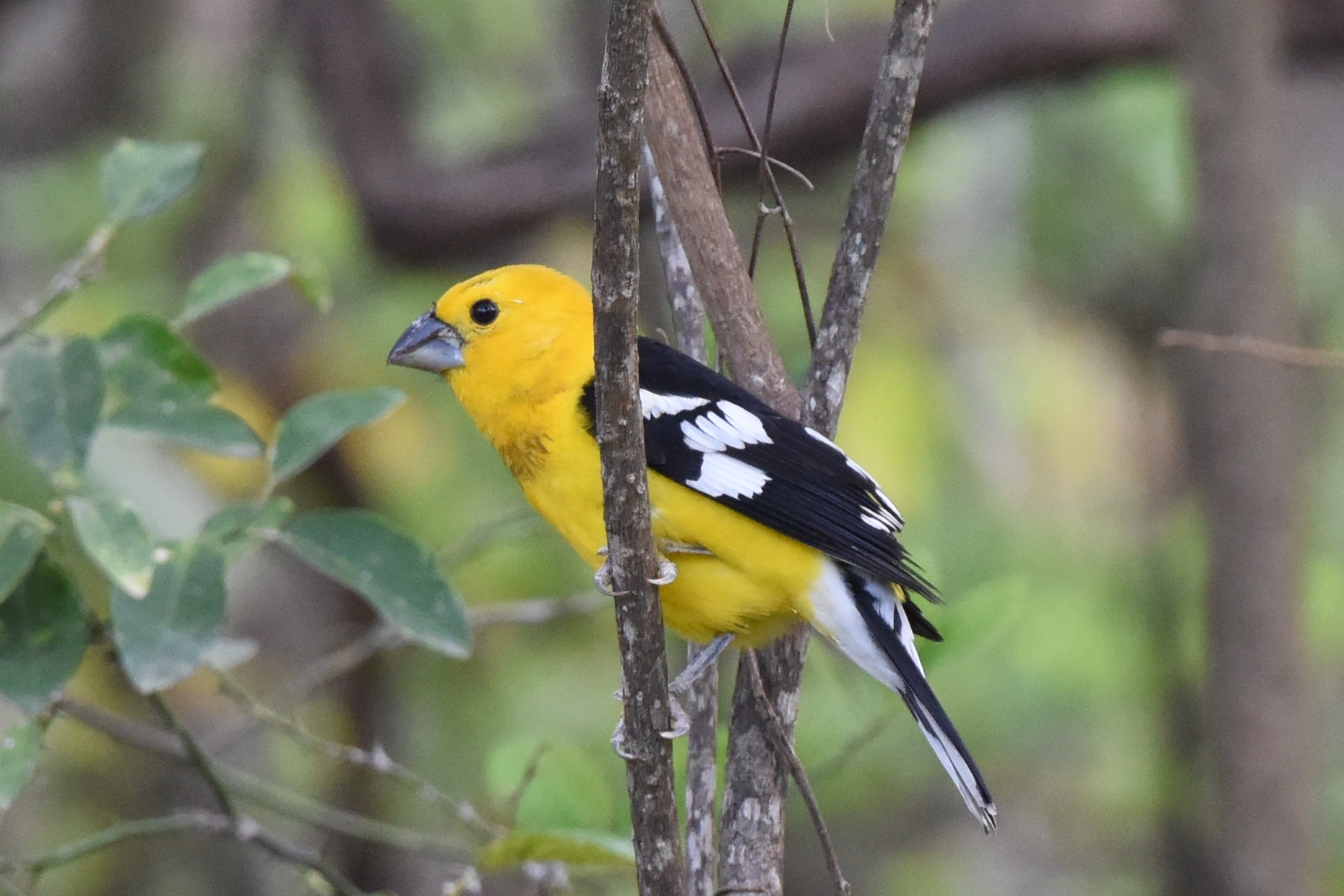 Pheucticus chrysogaster image