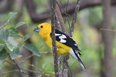 Pheucticus chrysogaster