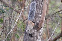 Sciurus stramineus