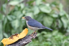 Turdus reevei