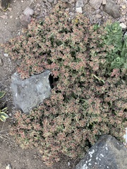 Mesembryanthemum crystallinum