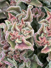 Mesembryanthemum crystallinum