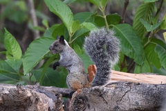 Sciurus stramineus