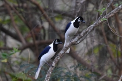 Cyanocorax mystacalis