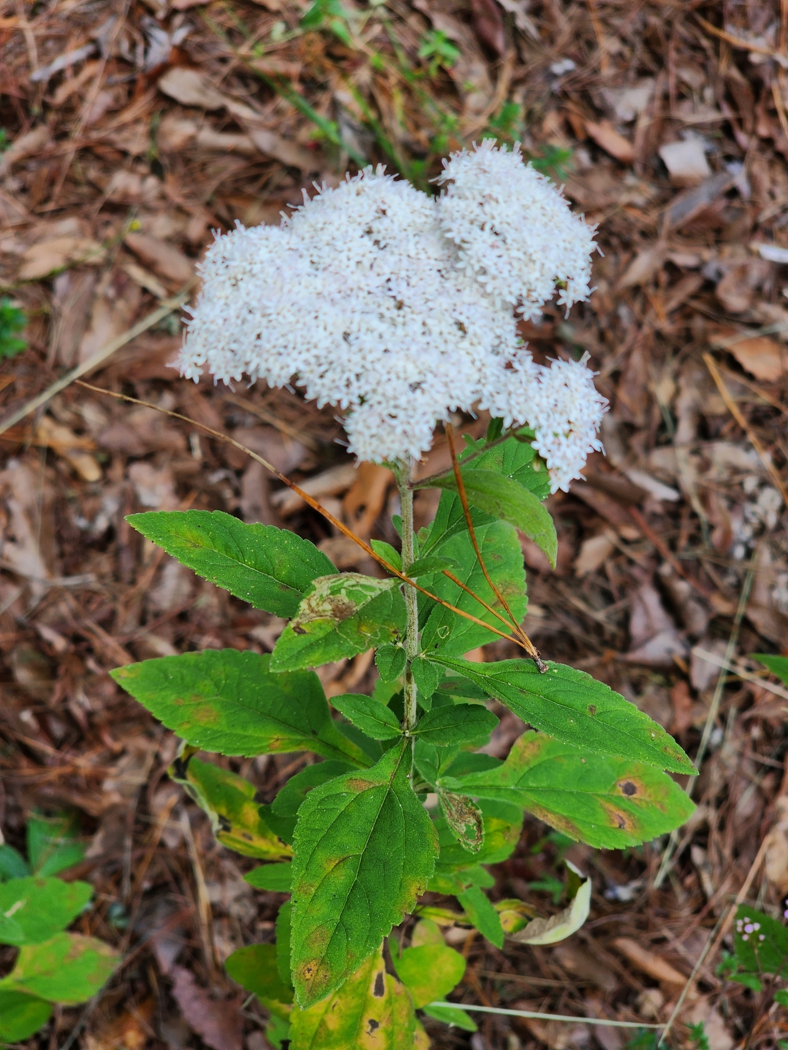 Stevia ovata