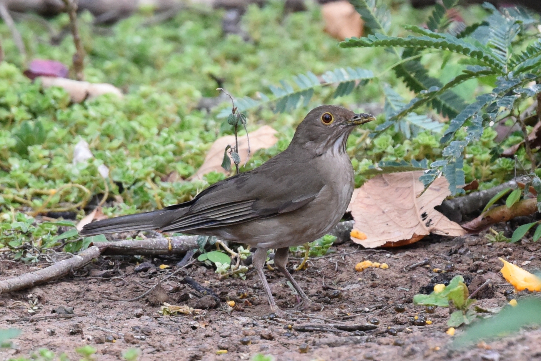 Turdus maculirostris image