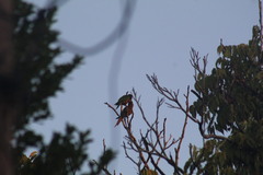Eupsittula nana