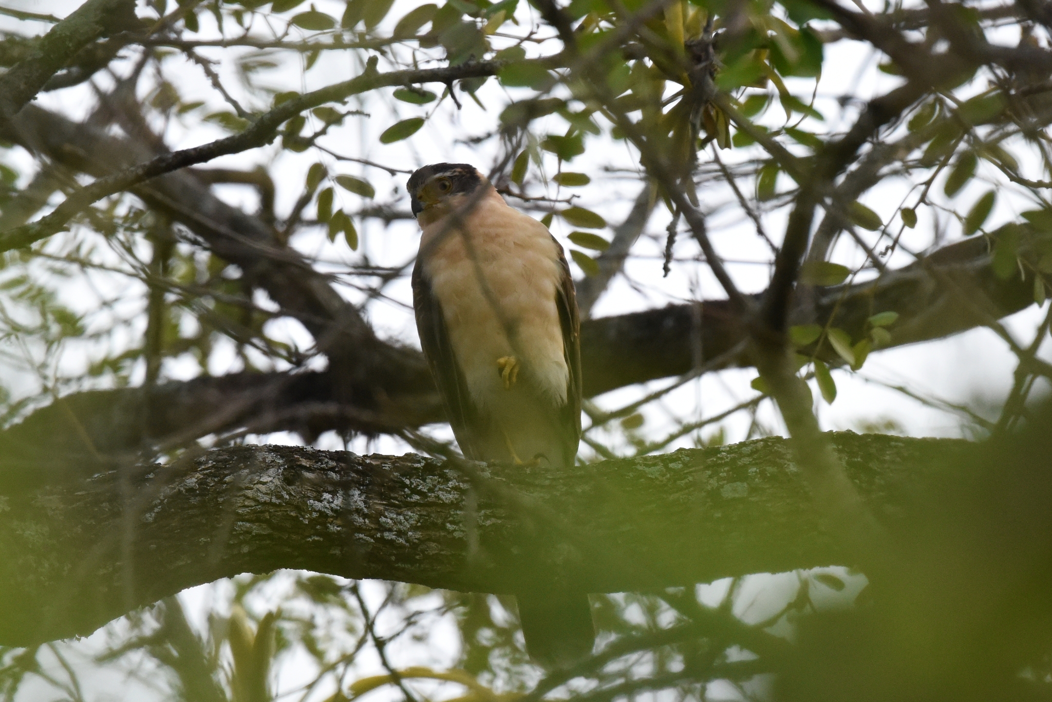 Accipiter bicolor image