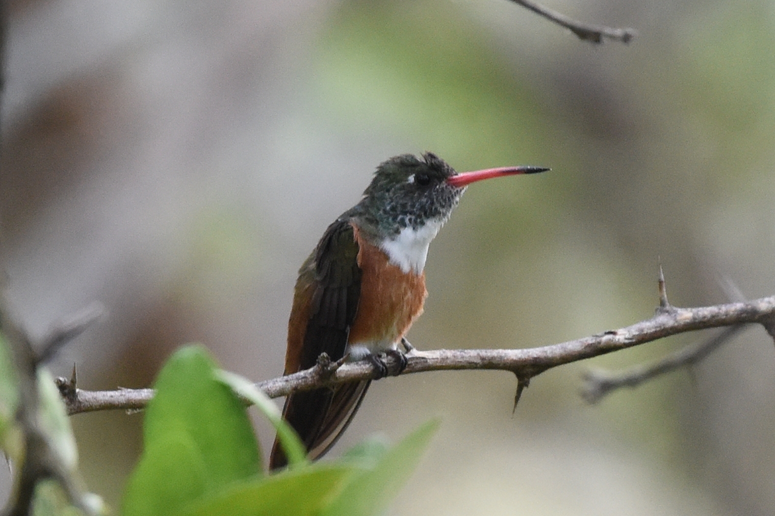 Amazilis amazilia image