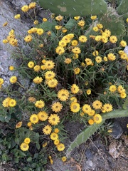 Xerochrysum bracteatum