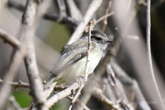 Myiopagis subplacens