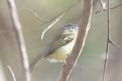 Tolmomyias sulphurescens