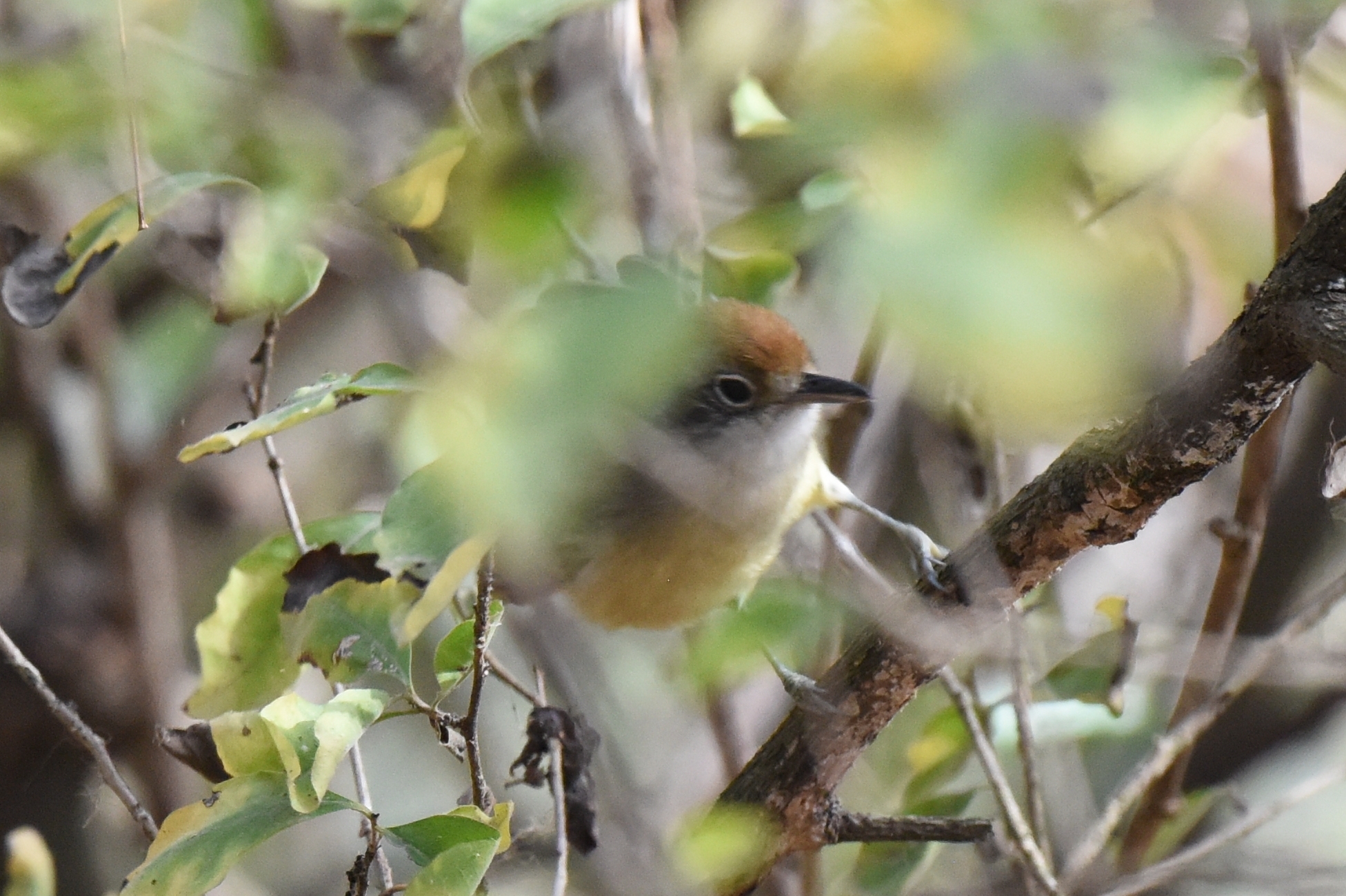 Dysithamnus mentalis image