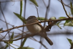 Myiophobus crypterythrus