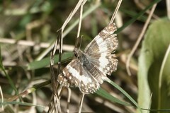 Heliopetes domicella