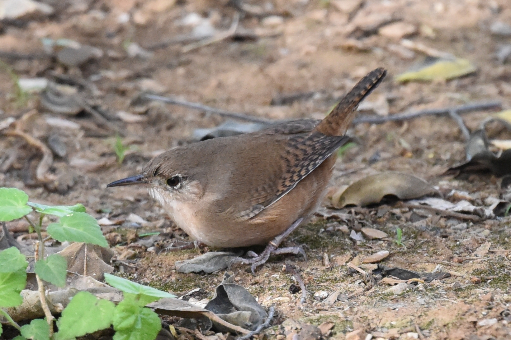 Troglodytidae image