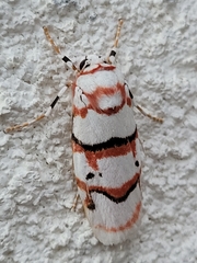 Cyana perornata