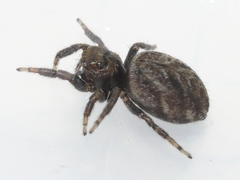 Evarcha hoyi