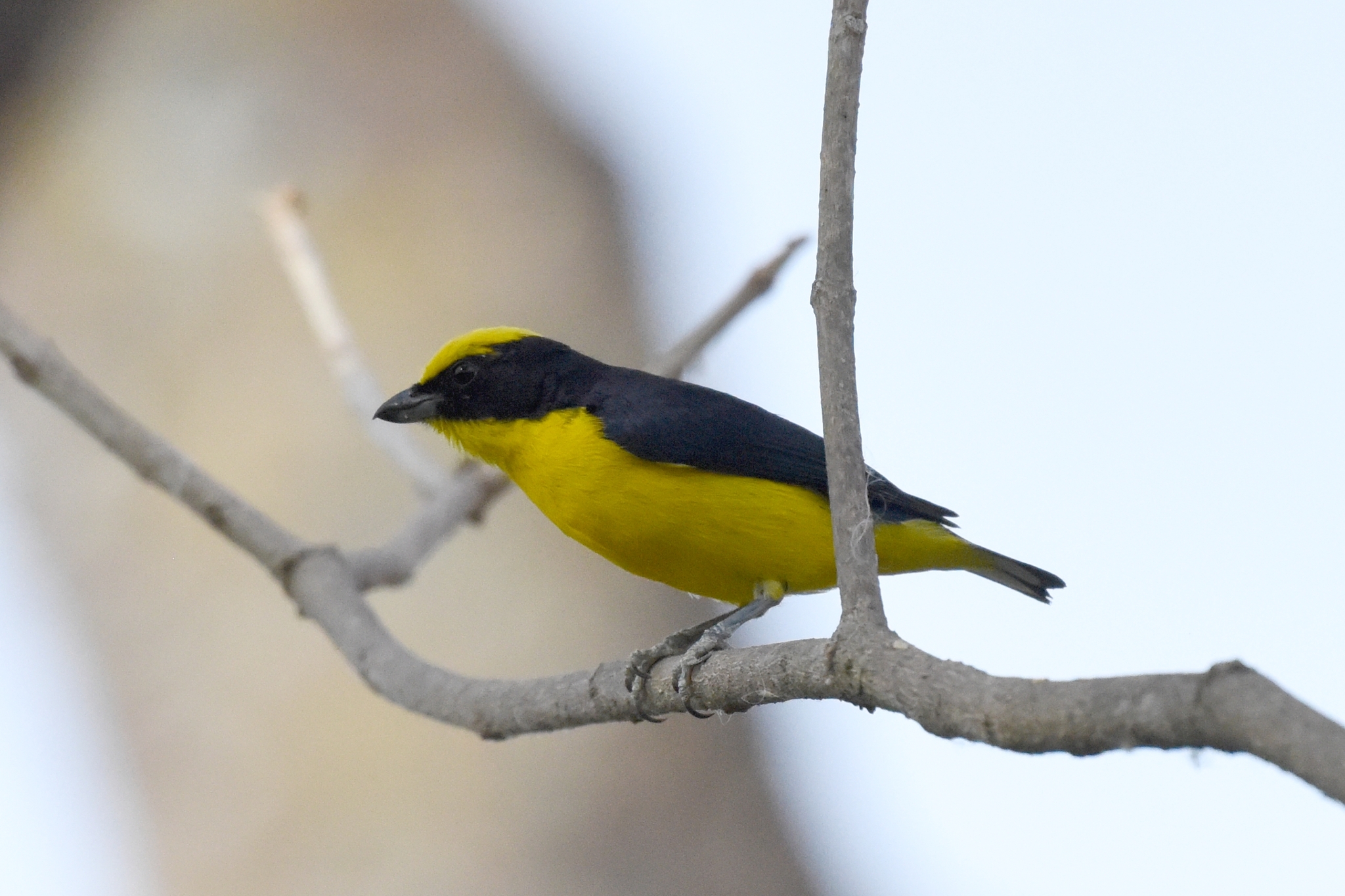 Euphonia laniirostris image